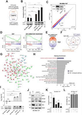 E2F1-induced autocrine IL-6 inflammatory loop mediates cancer-immune crosstalk that predicts T cell phenotype switching and therapeutic responsiveness